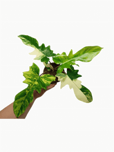 Philodendron Florida Beauty x Mayoi Variegata